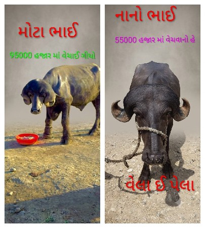 પાડા વેચવા નો હે