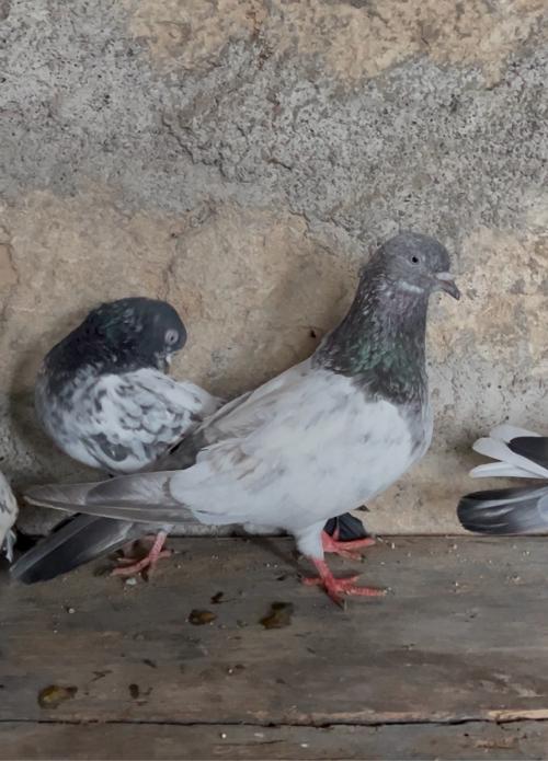 Nar ne patha for sale 🕊️