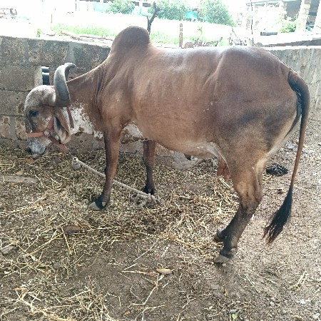 ગાય વેચવાની છે