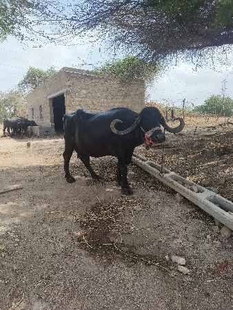 ભેસ વેચવાનીછે