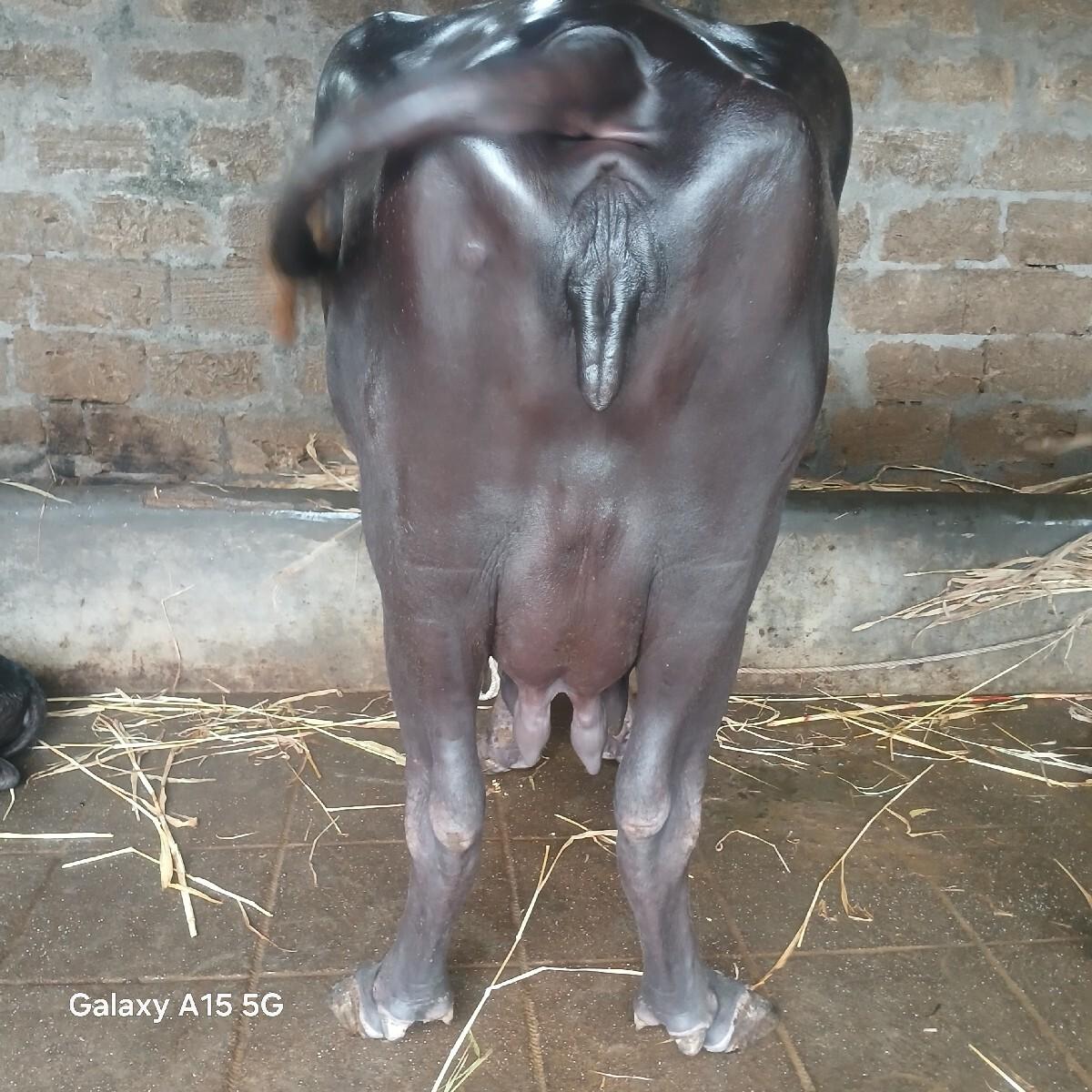 બીજા વેટર ની કારેલી વેચવાની છે