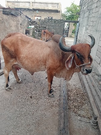 વેશવા ની