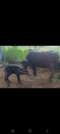 ભેંશ વેચવાની છે