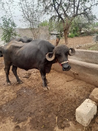 ભેંસ વેચવાની છે