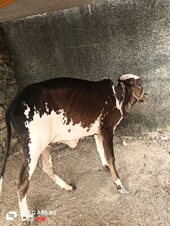 ghodi ka vaseri levani se