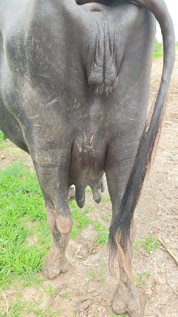 આ. ભેસ. વેસવાની. છે