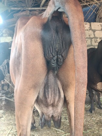 જર્સી ગાય વેચવાની છે