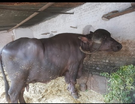 ભેશ