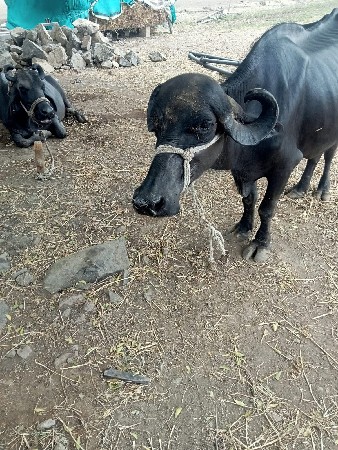 8 દિવસ ની વ્યાણેલી