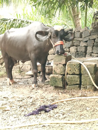 ભેંસ વેચવાની છે