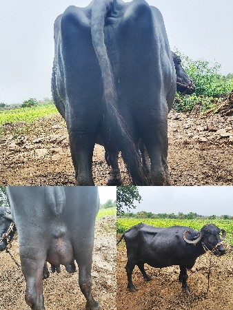 ભેંસ વેચવાની છે.