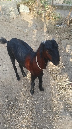 વેશવાનીશે