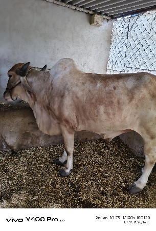 બળદ વેચવાના છે