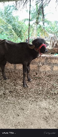 જાફરી   ખરેડી વેચવાની છે