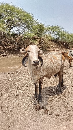 ઓરીજનલ ગીર ગાય વેચવાની છે