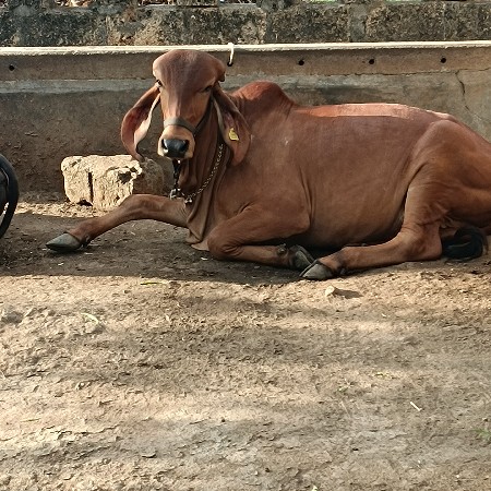 હોડકી વિશ્વની સે