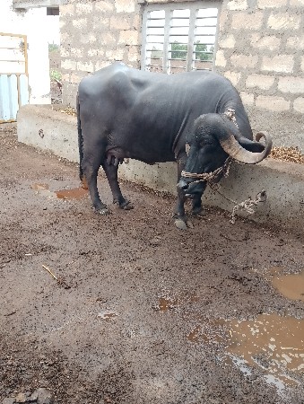 bhes વેચવાની છે