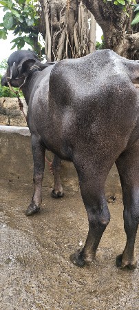 ખડેલું વેચવાનું છે