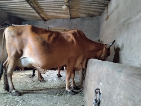 ત્રણેય ગાય વેચવાની છે