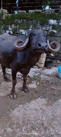 બે ભેંસ વેચવાની છે