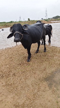 ભેંસ વેચવાની છે