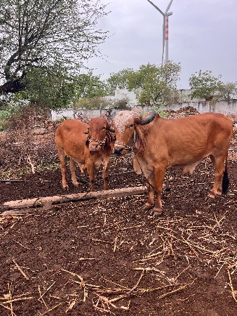 બળદ વેચવાના છે