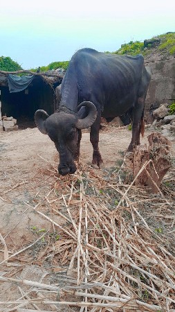 ખડેલી વેચાણ સે