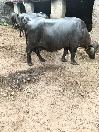 જાફરાબાદી ભેંસ વેચવાની છે