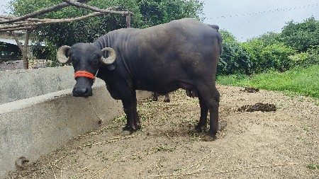 પેલું વેતર ખડેલીવેચવાની છે