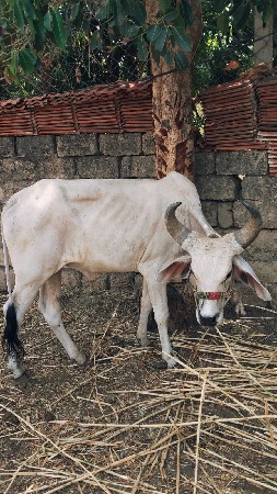 વેચવાના છે