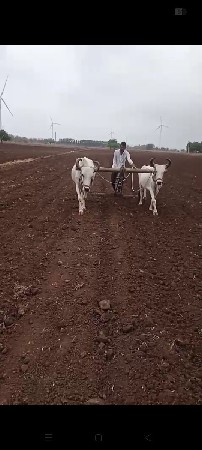 baladh વેચવા ના છે