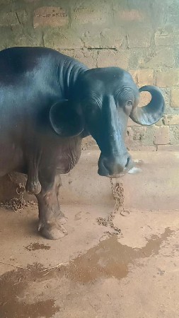 ભેંશ વેચવાની છે