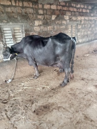 દસ દિવસ ની કાચી