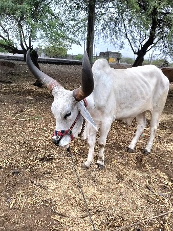 આ બ‌‌ળદ વેચવાનો છે.