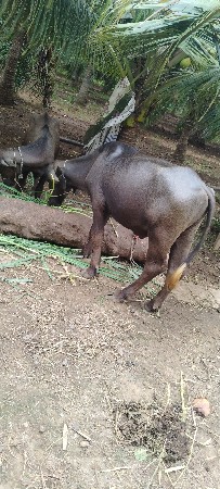 pado vechavano che