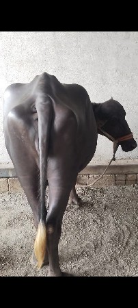 ખડેલી છે