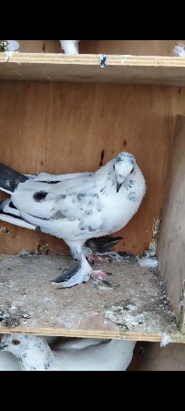 કબૂતર વેસેવાના છે