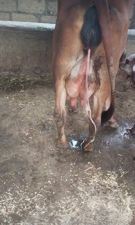 હોડકી વેચવાની છે
