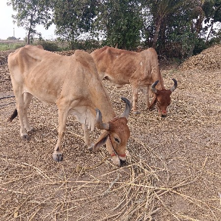 બળદ‌ વેચવાના‌ છે