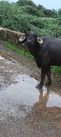 ખડાય વેશવાની છે.