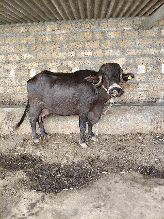 ભેંશ વેશવાની છે