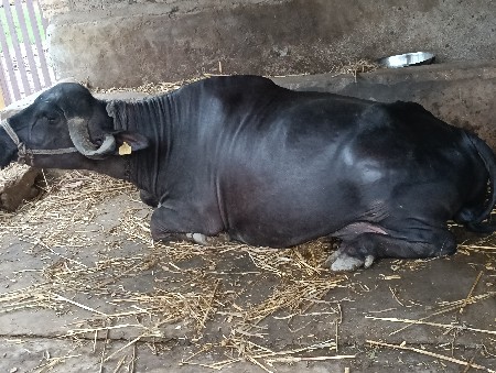 ભેંસ વેચવાની છે