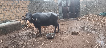 ભેશ બંને ટામ 4 લીટર દુધ છે