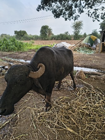 વેચવાની છે