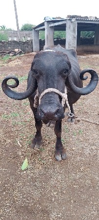 ૮.૯ દીવશ ની કાચી હૈ
