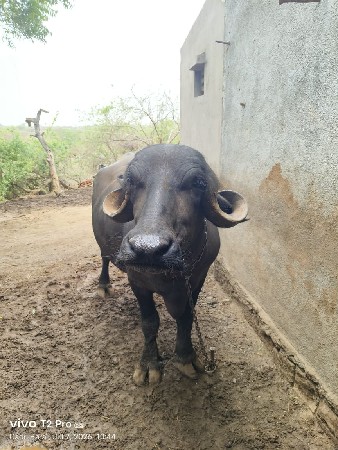 બીજું વેતર છે