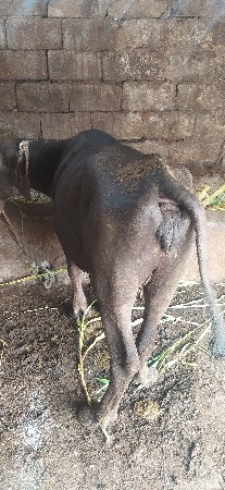 ખડલી વેચવાની છે