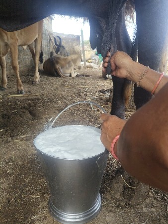ભેંસ વેચવાની છે
