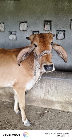 2 vasdi apva ni se