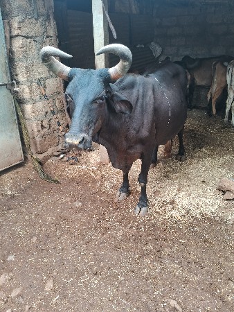 ગાય